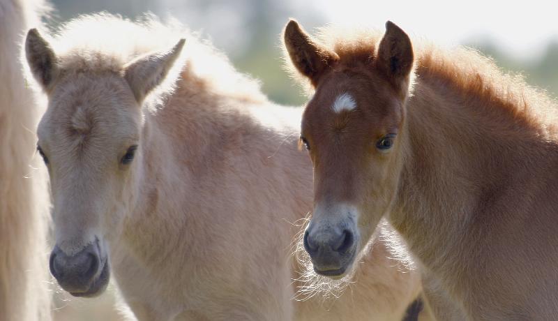 Lysir von Heidmoor  und Rikadur von Heidmoor (2).jpg